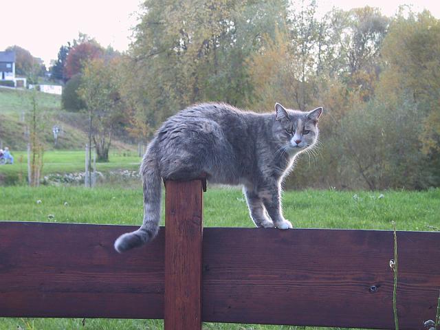 Img0005.JPG