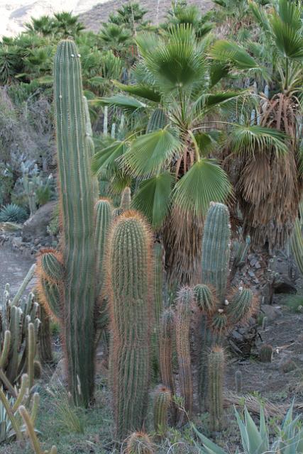 20071111_163406_1.jpg - Kactus-Park