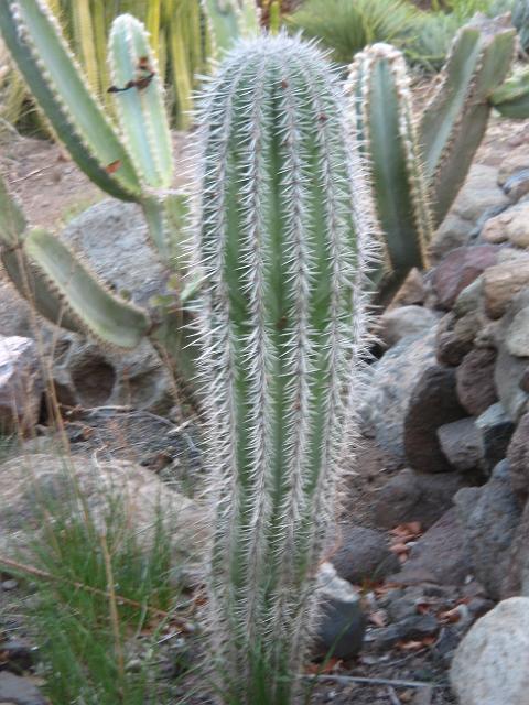 20071111_163619_1.jpg - Kactus-Park