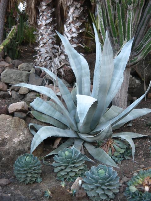 20071111_163649_1.jpg - Kactus-Park