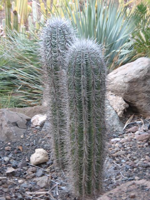 20071111_163913_1.jpg - Kactus-Park