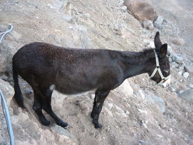 20071111_161736_1.jpg - Pflanzen & Tiere