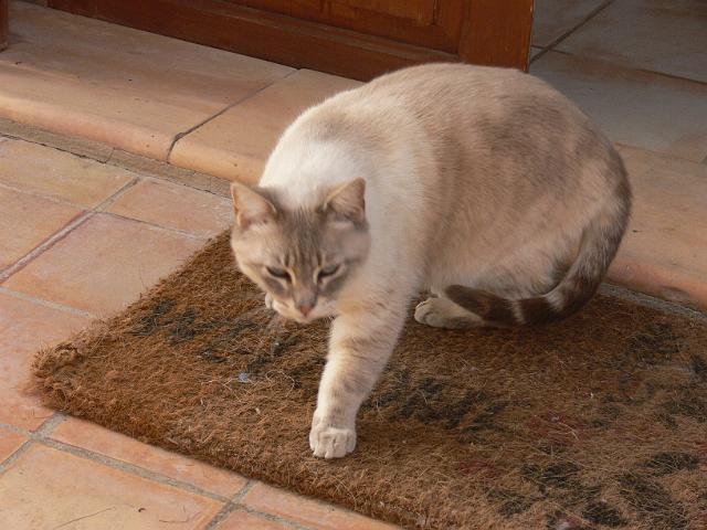 M0904_00004.jpg - Puma