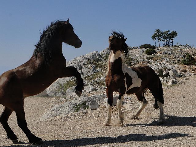 2011Makarska_00143.jpg -                                